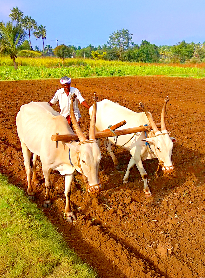 Farmer