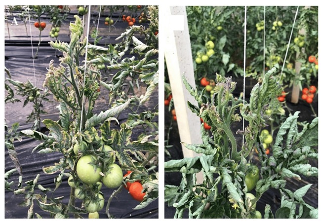 Diseases Affecting Tomato Crops - 20 Multiple Choice Questions (MCQs) related to along with their corresponding answers.