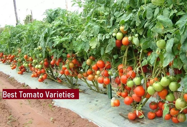 What is the best tomato variety that is suitable for cultivation in Tamil Nadu, and what are the ideal seasons for growing it?