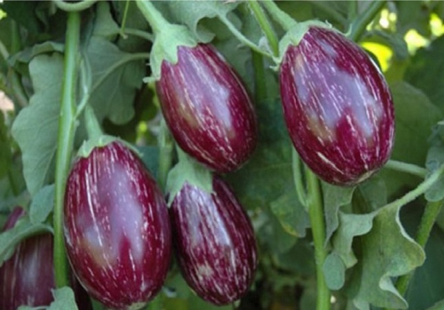 Which brinjal (eggplant) varieties are recommended for cultivation in Tamil Nadu, and which season is considered the best for their growth?