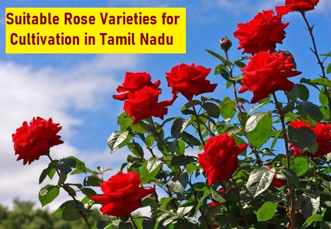 What are the recommended varieties of roses that thrive well in the climatic conditions of Tamil Nadu?