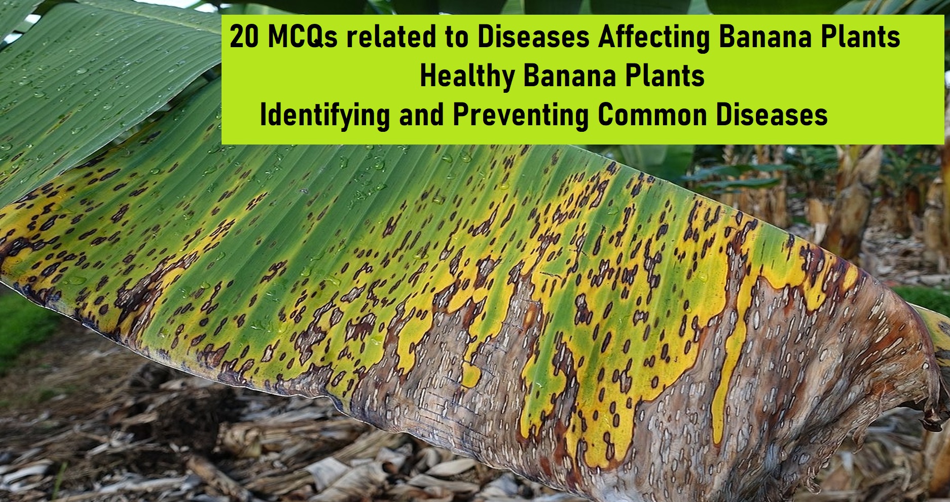 20 MCQs related to Diseases Affecting Banana Plants - Healthy Banana Plants - A Guide to Identifying and Preventing Common Diseases