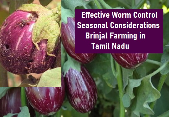 How can I control worms in a Brinjal farm in Tamil Nadu? Additionally, what are the seasons required to establish a successful Brinjal farm?