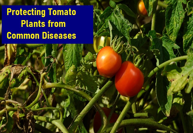 What are the major diseases that can occur in tomato plants in Tamil Nadu?