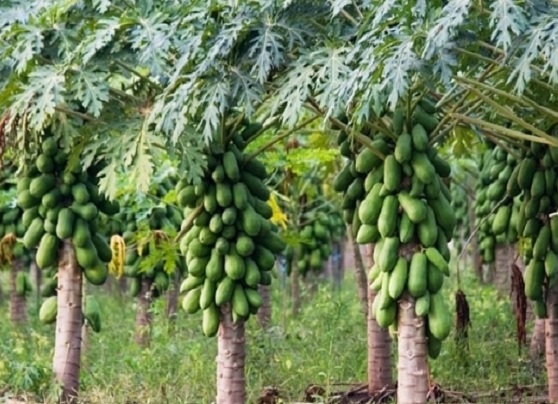 What are the different varieties of Papaya cultivated in Tamil Nadu, and how long does it take for each variety to reach harvest from the time of planting?
