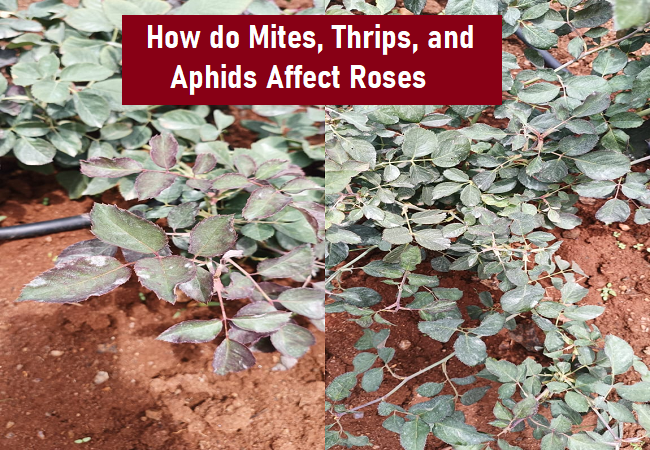 How do Mites, Thrips, and Aphids Affect Roses, and what are the reasons behind their impact on Roses?