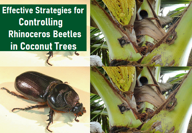 What are the methods to control rhinoceros beetles in coconut trees?