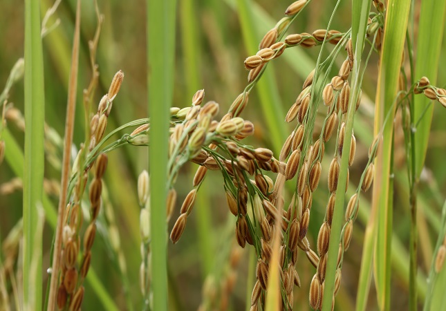 What are the varieties of paddy (rice) grown in Tamil Nadu, and what is their respective duration from planting to harvest?