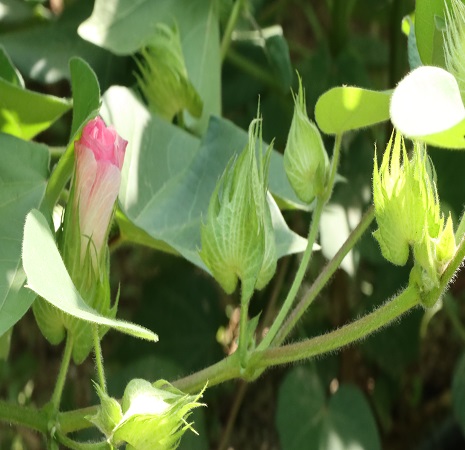 How to cultivate the cotton crop in Tamil Nadu? 