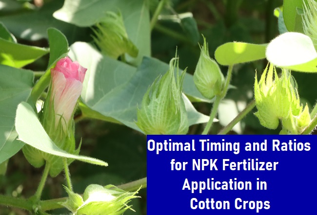 What is the recommended time for applying NPK fertilizer to cotton crops in Tamil Nadu?