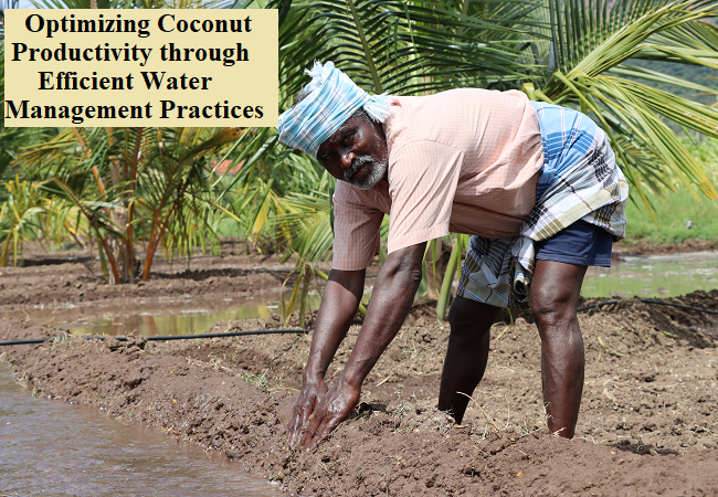 Optimizing Coconut Productivity through Efficient Water Management Practices