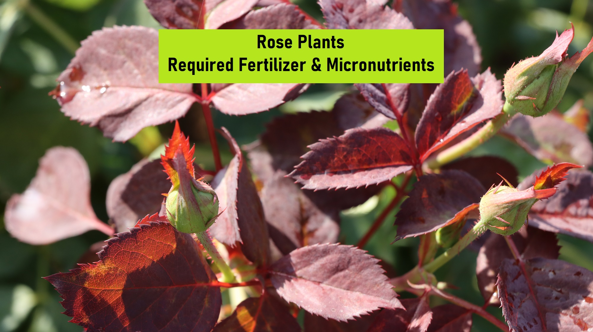 20 MCQs centered on the required Fertilizer and Micronutrients for Rose Plants