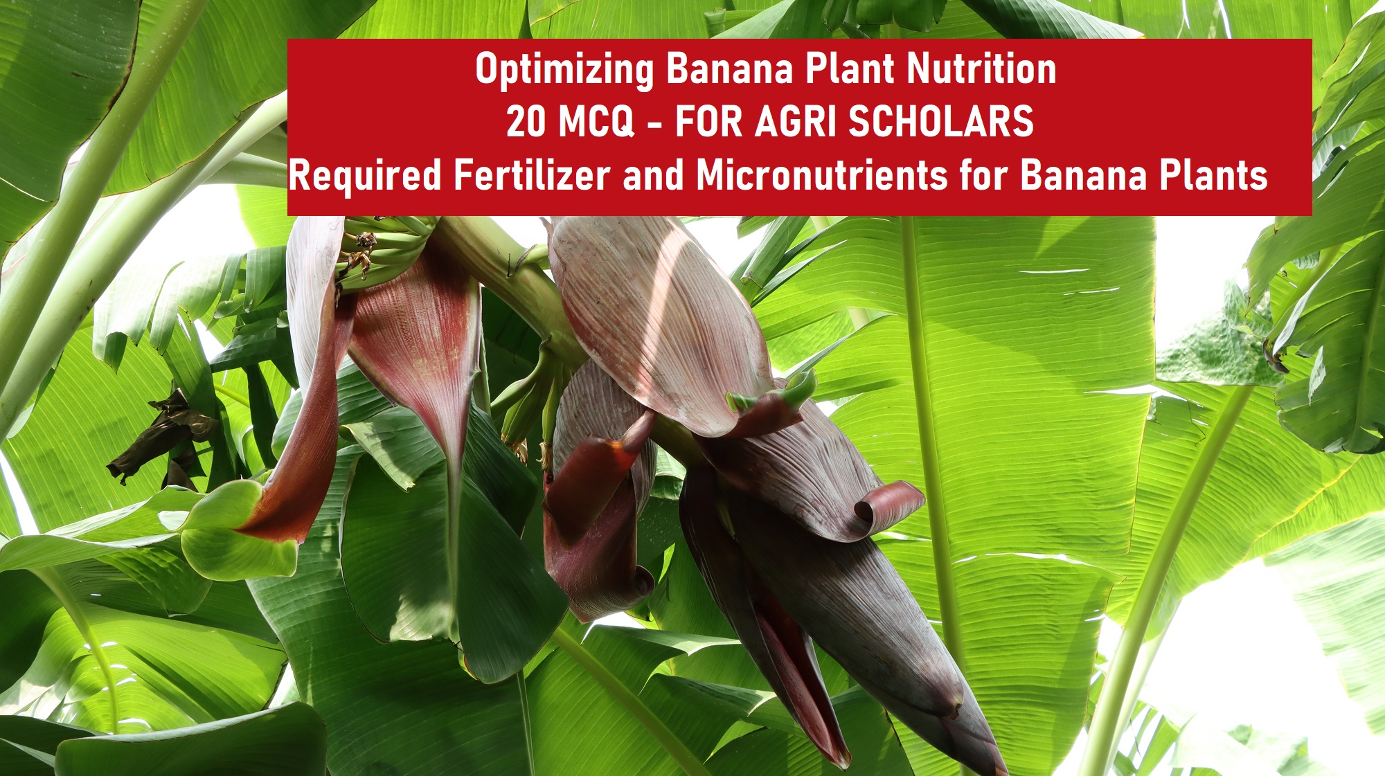 Optimizing Banana Plant Nutrition - 20 MCQ for Scholars - Required Fertilizer and Micronutrients for Banana Plants