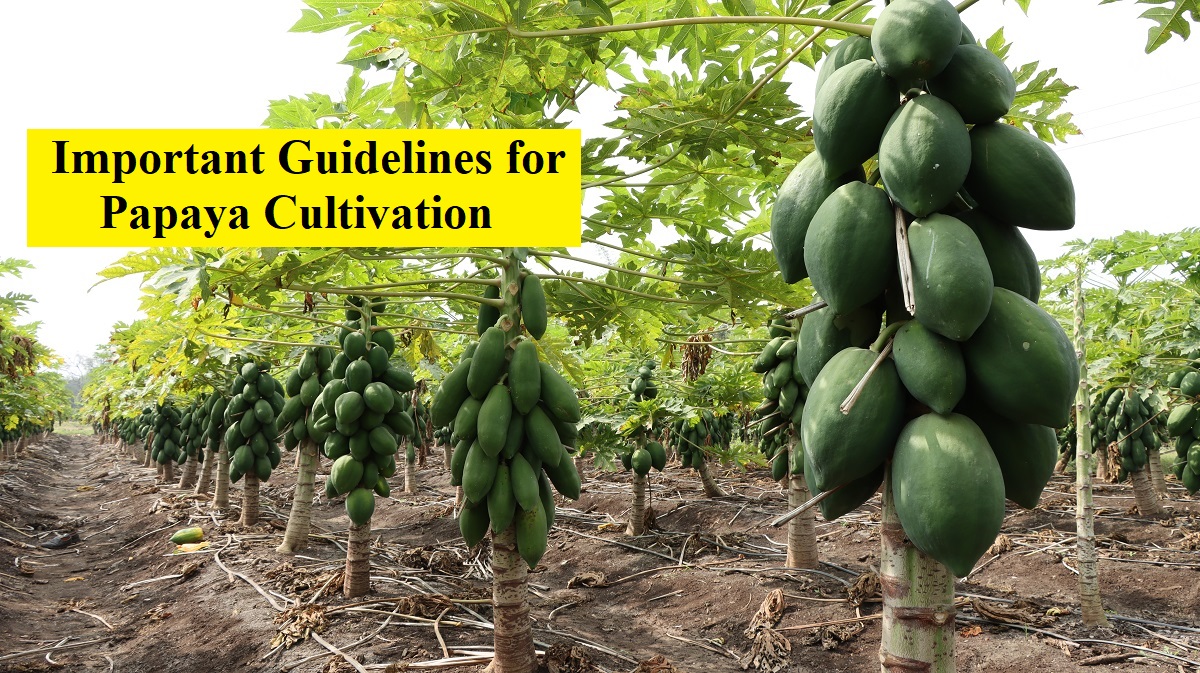 Important Guidelines for Papaya Cultivation