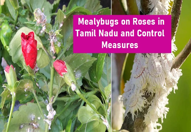 What are the effects of Mealybugs on roses in Tamil Nadu, and how can they be controlled?