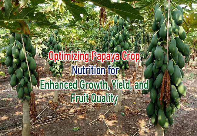 Optimizing Papaya Crop Nutrition for Enhanced Growth, Yield, and Fruit Quality