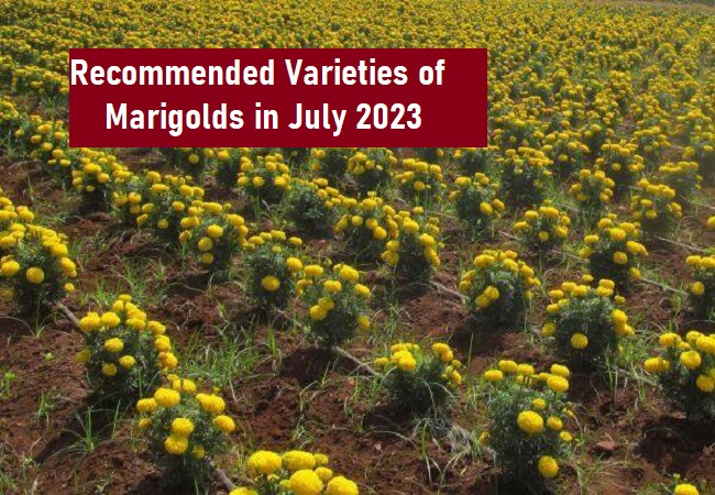 What are the recommended varieties of marigolds that can be planted in Tamil Nadu during the current time (July 2023)?