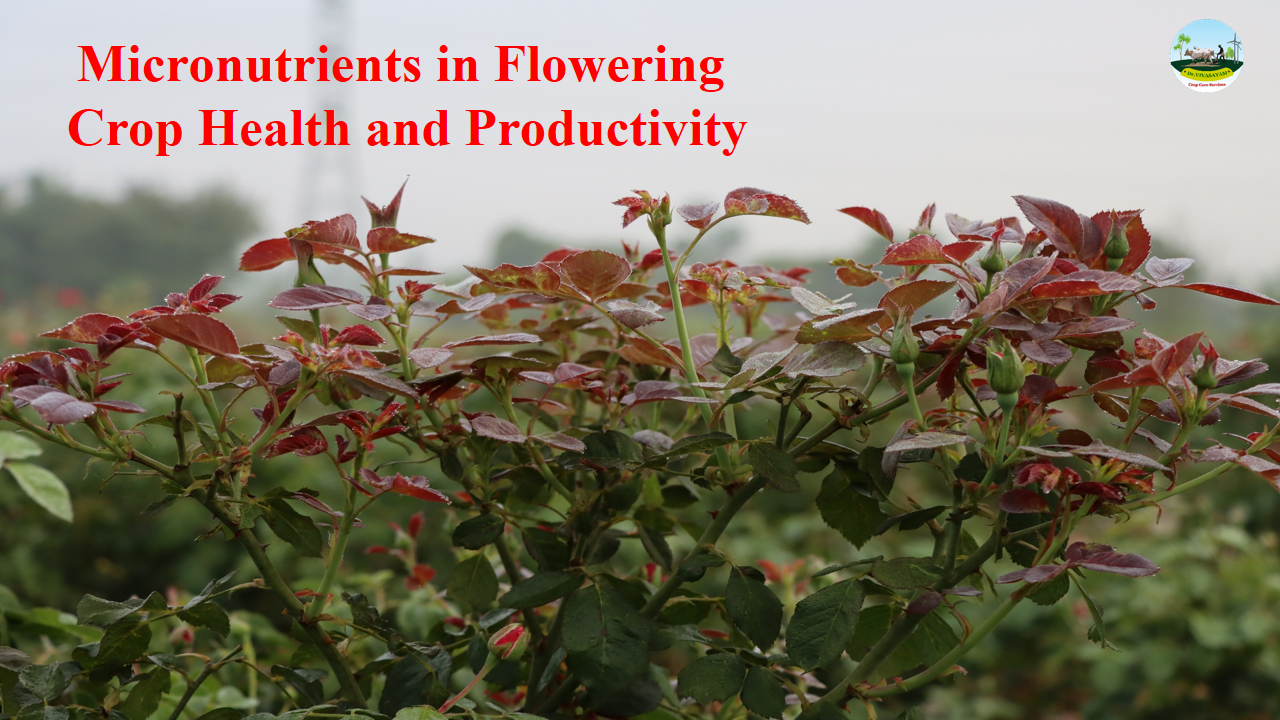 An important role of micronutrients in flowering crop health and productivity