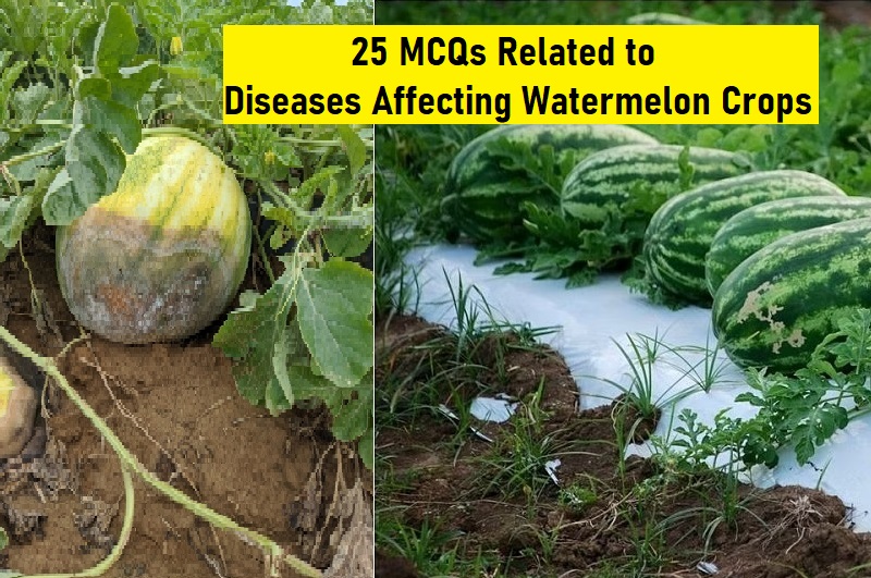 25 MCQs Related to Diseases Affecting Watermelon Crops