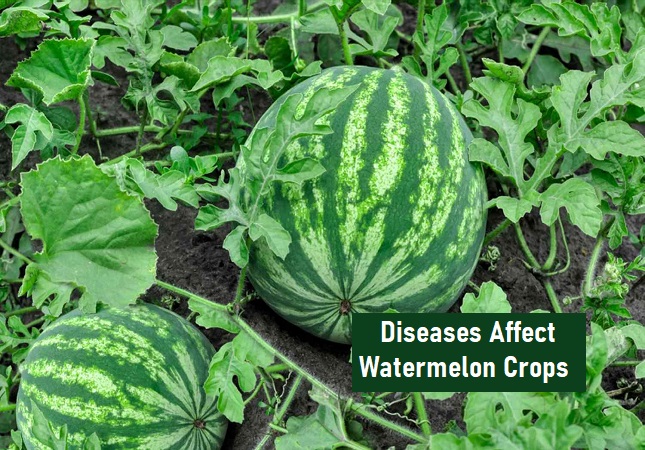 What are the diseases that commonly affect watermelon crops in Tamil Nadu?