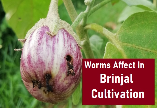How do worms affect Brinjal cultivation in Tamil Nadu?